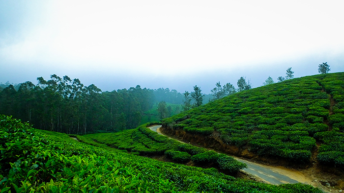 INDIA - KERALA - SINGLES HOLIDAYS