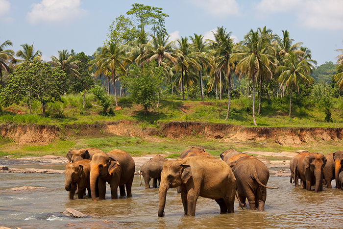 INDIA - KERALA - SINGLES HOLIDAYS