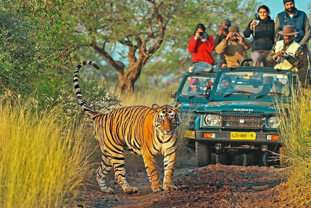 INDIA - THE GOLDEN TRIANGLE & RANTHAMBORE WILDLIFE SAFARI - SINGLES HOLIDAYS