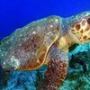 TURKEY - GULET CRUISE - SINGLES HOLIDAYS