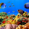 EGYPT - HURGHADA - GOSINGLES HOLIDAYS