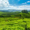 INDIA - KERALA - SINGLES HOLIDAYS