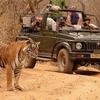 INDIA - THE GOLDEN TRIANGLE & RANTHAMBORE WILDLIFE SAFARI - SINGLES HOLIDAYS