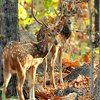 INDIA - THE GOLDEN TRIANGLE & RANTHAMBORE WILDLIFE SAFARI - SINGLES HOLIDAYS