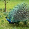 INDIA - THE GOLDEN TRIANGLE & RANTHAMBORE WILDLIFE SAFARI - SINGLES HOLIDAYS