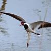 INDIA - THE GOLDEN TRIANGLE & RANTHAMBORE WILDLIFE SAFARI - SINGLES HOLIDAYS