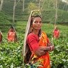 INDIA - GOA - SINGLES HOLIDAYS