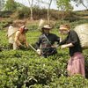 INDIA - KERALA - SINGLES HOLIDAYS