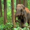 INDIA - KERALA - SINGLES HOLIDAYS