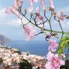 MADEIRA – WALKING - SINGLES HOLIDAYS