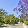 CYPRUS - PAPHOS - WINTER - GOSINGLES HOLIDAYS