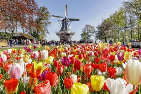 SPRING TULIP VOYAGE