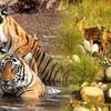 INDIA - THE GOLDEN TRIANGLE & RANTHAMBORE WILDLIFE SAFARI - SINGLES HOLIDAYS