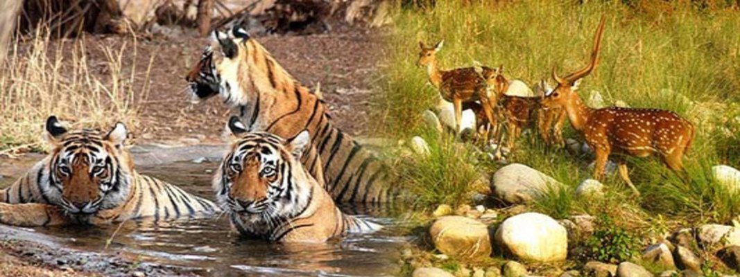 INDIA - THE GOLDEN TRIANGLE & RANTHAMBORE WILDLIFE SAFARI - SINGLES HOLIDAYS