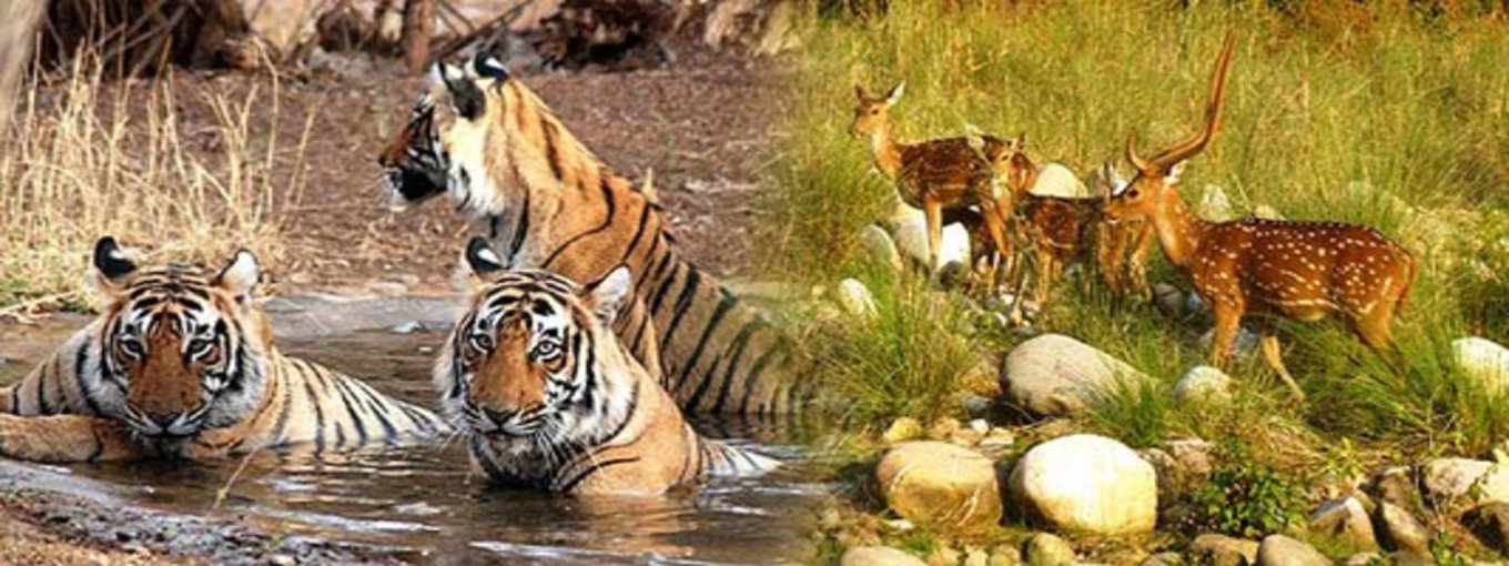INDIA - THE GOLDEN TRIANGLE & RANTHAMBORE WILDLIFE SAFARI - SINGLES HOLIDAYS