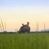 SINGLES HOLIDAYS - VIETNAM AND CAMBODIA